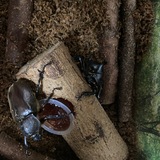 カブトムシ