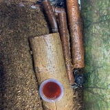 カブトムシ