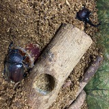 カブトムシ