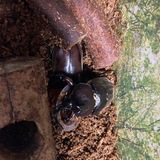 カブトムシ